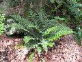 Tassel Fern / Polystichum polyblepharum 